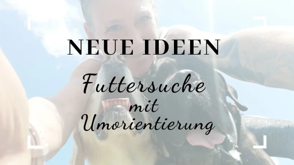 Beitragsbild Neue-Futtersuche-Umorientierung