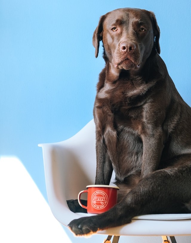 Brauner Labrador sitzt auf Stuhl