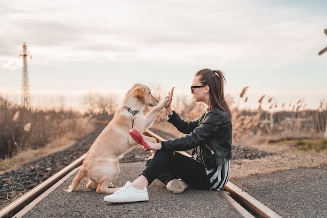 Heller Hund gubt High-Five mit Frauchen