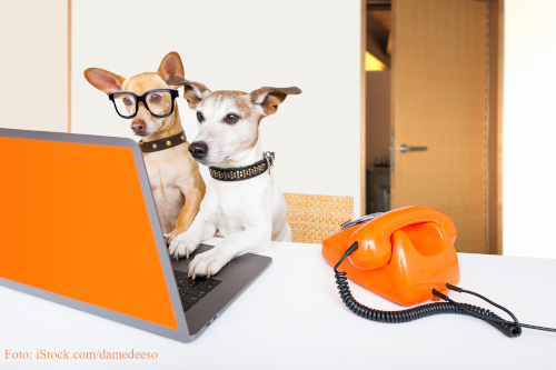 Zwei Hunde sitzen am Tisch und bedienen einen Laptop