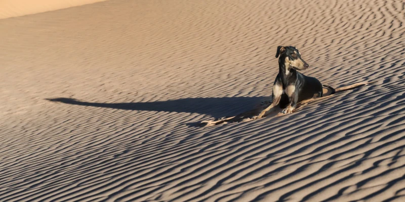 Die Fütterung von Windhund & Podenco