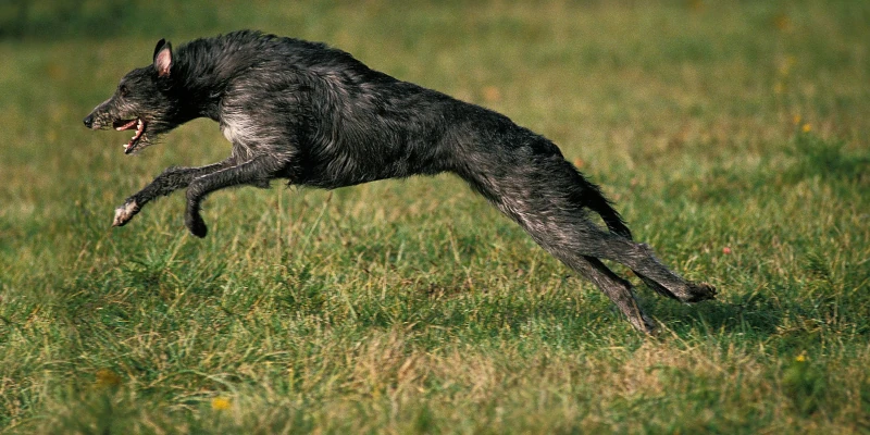 Die Fütterung von Windhund & Podenco