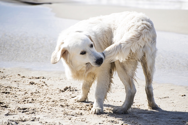 Hund fängt eigenen Schwanz