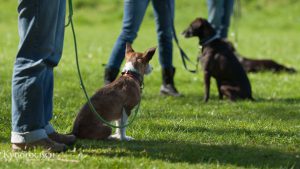 Zwei Hunde an der Leine sitzen