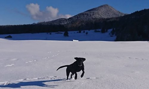 Hund im Schnee