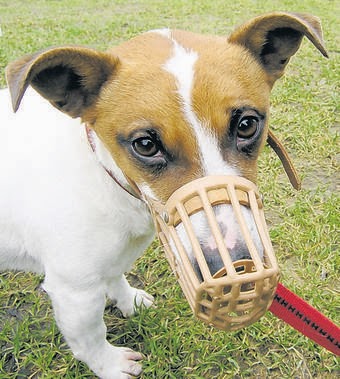 Hund mit Maulkorb