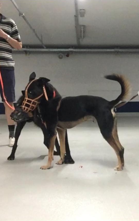 Zwei Hunde mit Maulkorb