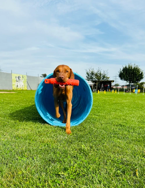 Apportility® Ausbildung für Hundetrainer