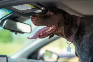 Beitragsbild Hunde im Auto – Lebensgefahr durch Hitze - ein HUnd im Auto