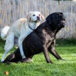 Hund besteigt anderen Hund