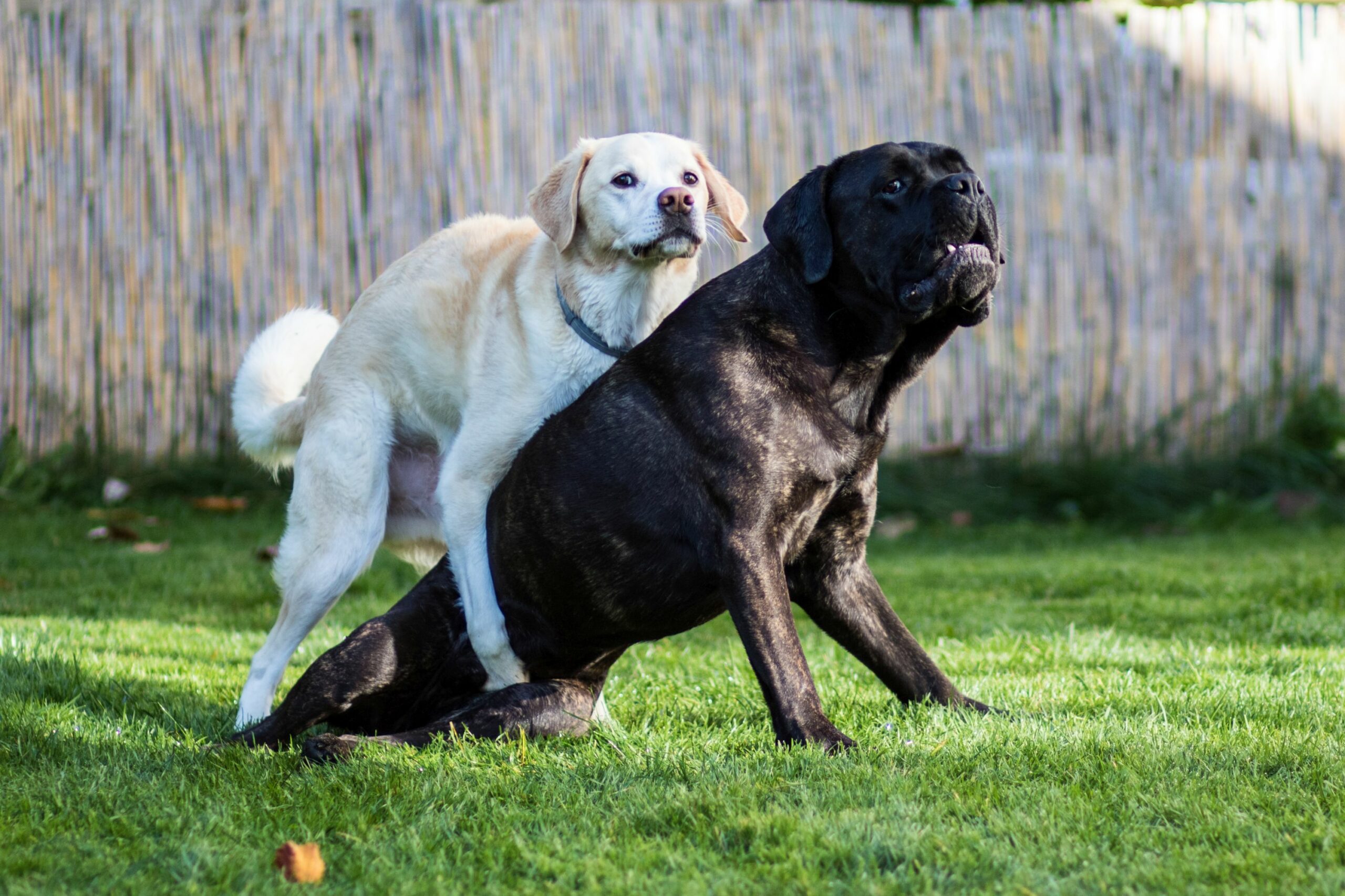 Hund besteigt anderen Hund