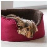 Hund im Hundebett