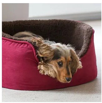 Hund im Hundebett