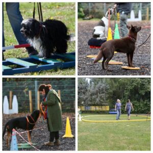 Minddog®-Training - Seminar