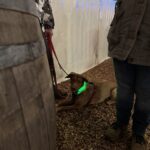 Beitragsbild Impulsiver Hund