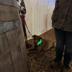 Beitragsbild Impulsiver Hund