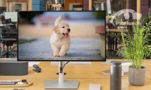 Beitragsbild Bildrechte HUnd auf Bildschirm