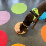 Hund schnuppert auf dem Boden