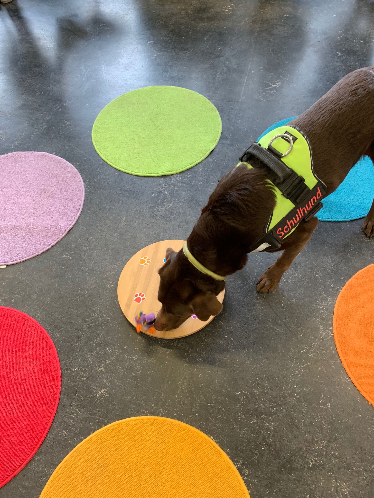 Hund schnuppert auf dem Boden