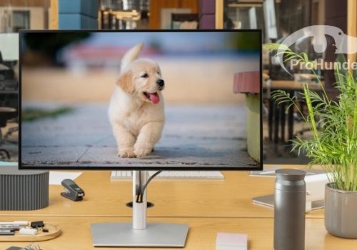 Beitragsbild Bildrechte HUnd auf Bildschirm