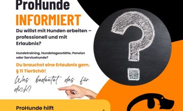 Du willst mit Hunden arbeiten – professionell und mit Erlaubnis?