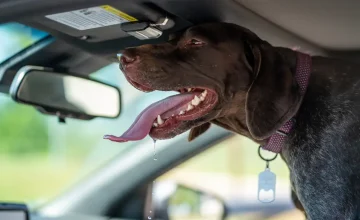 Hunde im Auto – Lebensgefahr durch Hitze