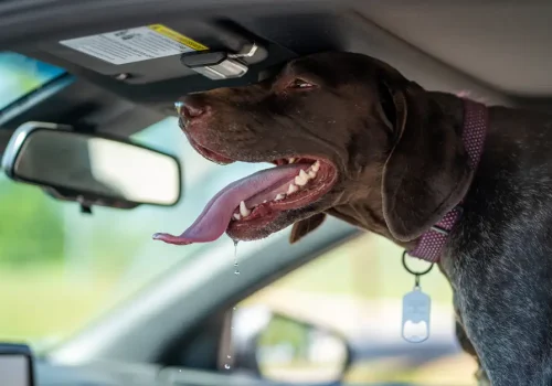 Hunde im Auto – Lebensgefahr durch Hitze